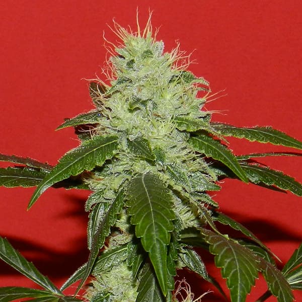 Kikiriki semilla > French Touch Seeds | Semillas Regulares  |  Sativa